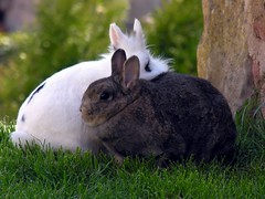Rabbits, hares 