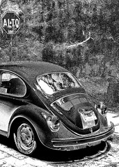 The Mexican Beetle Collection
