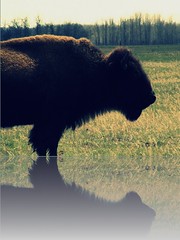 Bison / Buffalo