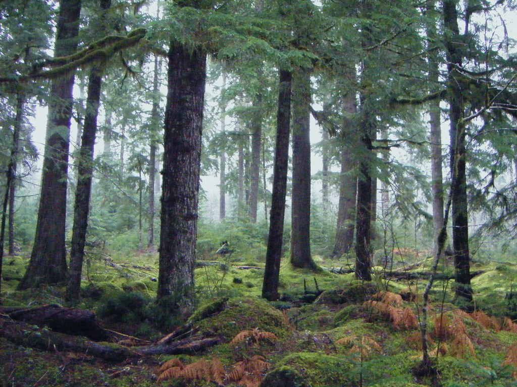 oregon forest