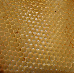 le miel et les abeilles
