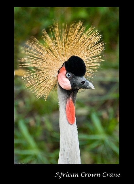 African Crown Crane - Jurong Bird Park, Singapore