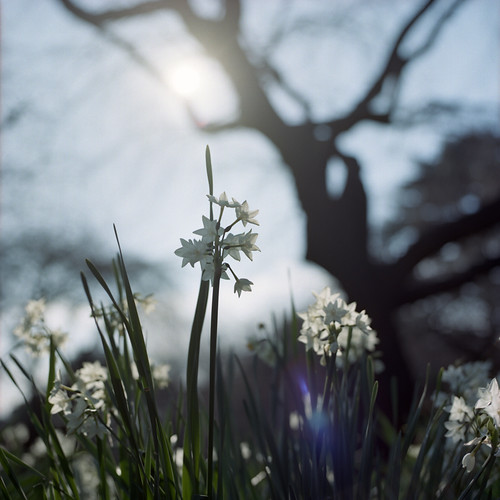 morning narcissus by F_blue