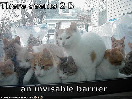 funny-pictures-invisible-cat-barrier