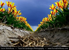 Netherlands - Field of Yellow/Red Tulips under Dramatic Stormy Sky
