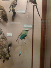 LA Museum of Natural History