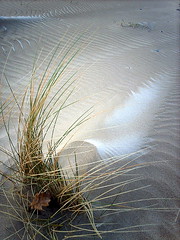 frosted sand dunes