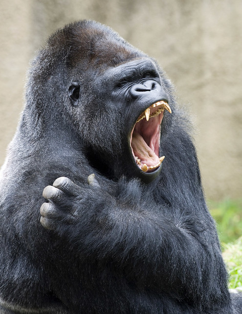 Gorilla Yawn 