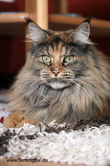 Dorothees Maine Coons