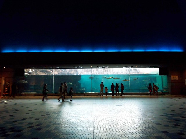 suma aquarium
