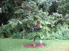 sri lankan --    botanical gardens