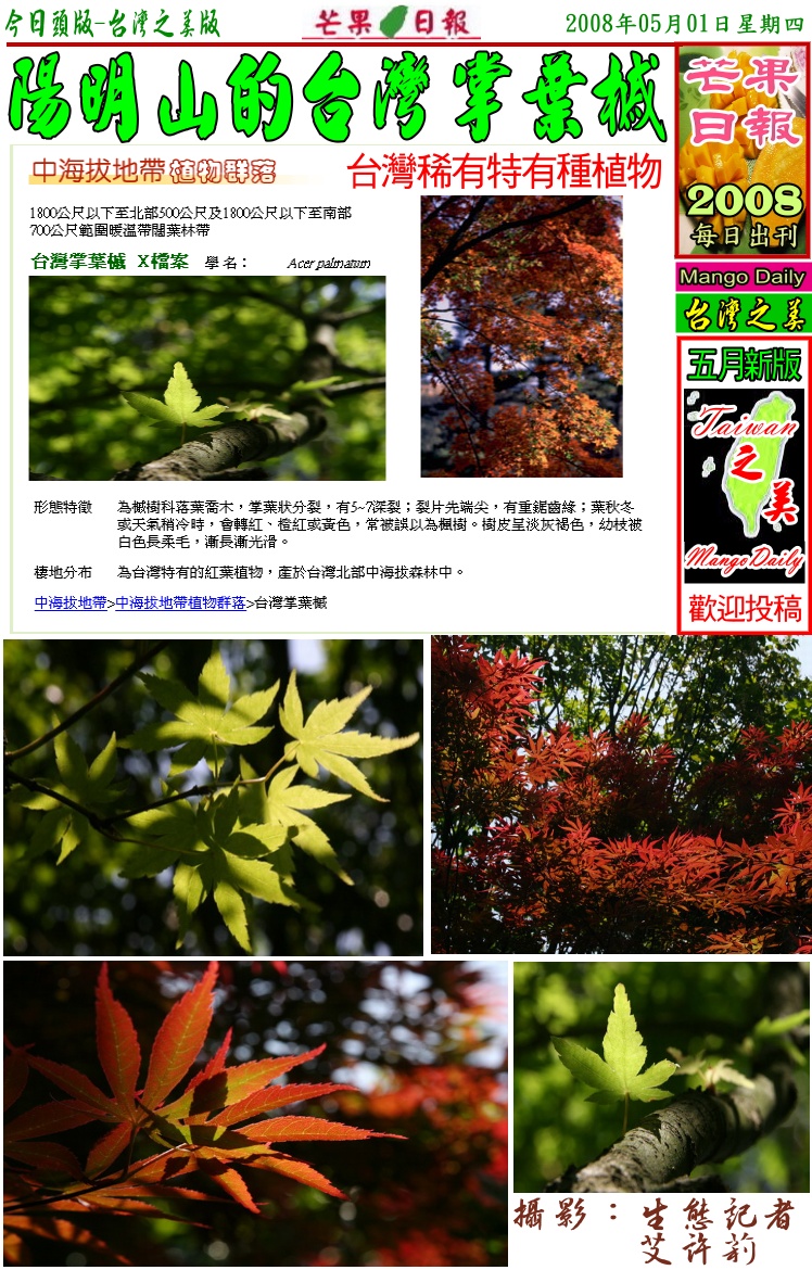 080501芒果日報台灣之美--台灣掌葉槭