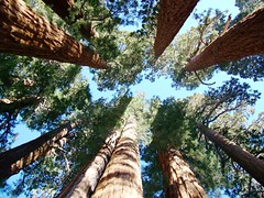Sequoia National Park, California - December 15, 2007