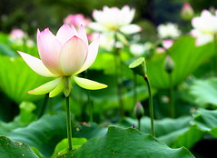 Lotus Blossoms-Nat'l Aquatic Garden
