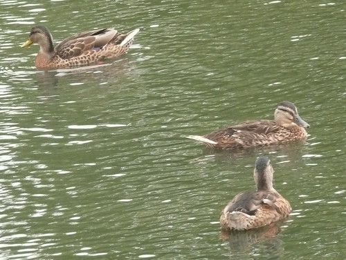 Mallards at Pen Ponds,Richmond Park