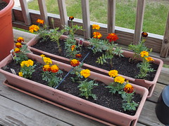 2011 Deck Garden Week Zero