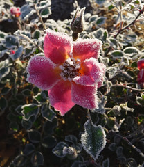 Frost-Covered Rose