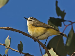 Acanthizidae - Thornbills and Allies