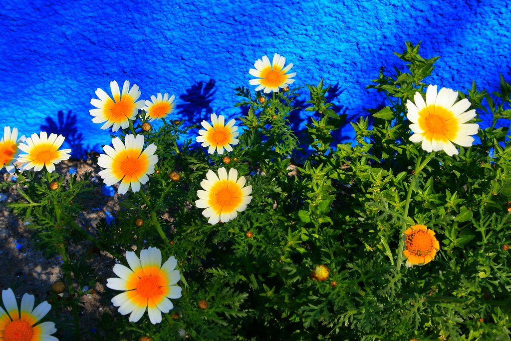 Daisies and blue wall