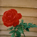 A Trimley Rose