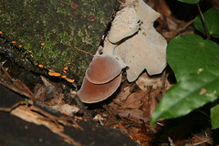Fungi2
