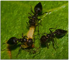 Maggots & Ants 2008