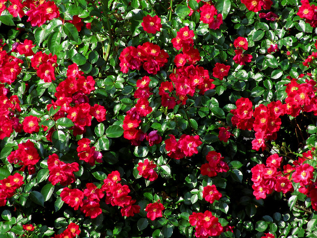 Red Flower Bush Flickr Photo Sharing!