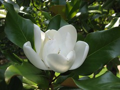Magnolia - 9 days +