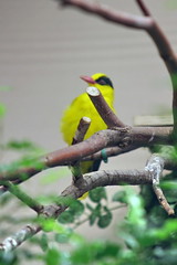 National Zoo - Birds
