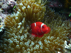 Indonesia - Sulawesi  2009 Underwater