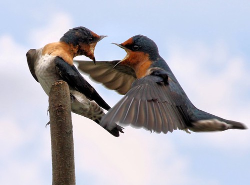 Swallows in an Argument
