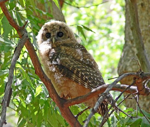 Young Spotted Owl (Strix occidentalis)