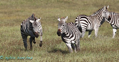 zebras playtime