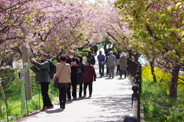 春の伊豆旅行 trip to Izu 2014年3月10日 河津桜