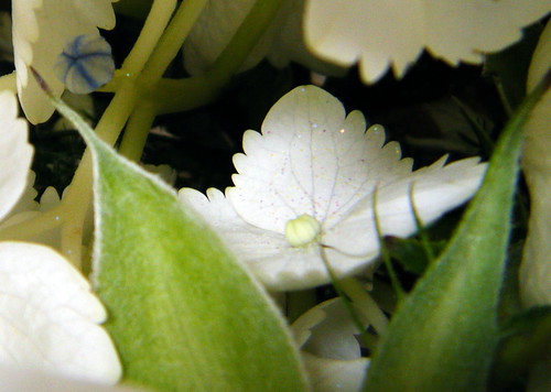 flower arrangements pictures