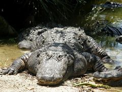 Gators - Crocs