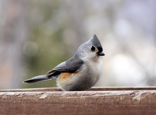 Tufted Titmouse at my feeder