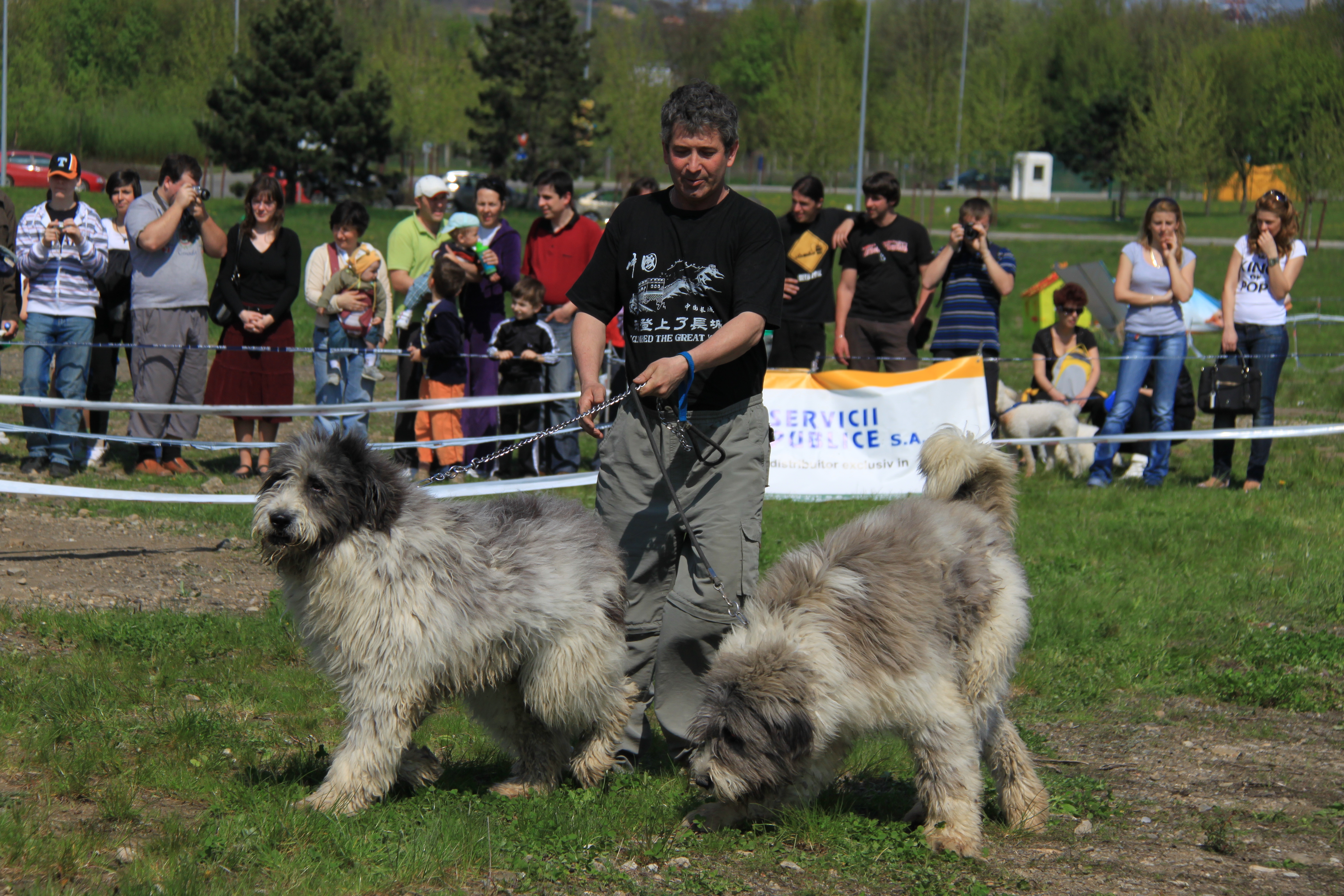 „Magic Dogs” | Demonstraţii de lucru cu ciobăneşti dresaţi, la Suceava