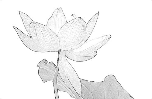 Lotus Flower Sketch Pencil Drawing Photo Based Black White