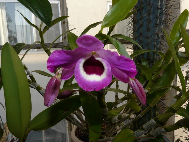 Dendrobium nobile species orchid 5-08--my 1st bloom