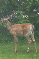 Deer in the Front Yard - Homeschool Science Lesson