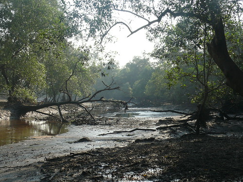 13mandai_mangroves-24jul2008