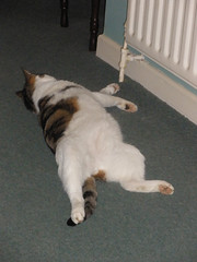 Oimouttahere relaxing under the radiator