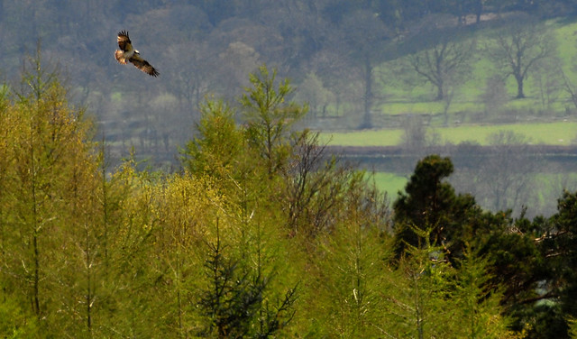Lake District Osprey