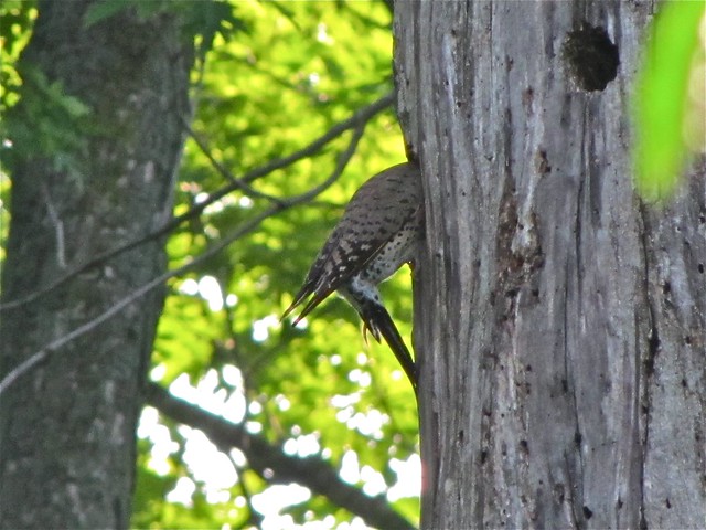 Northern Flicker (Yellow-shafted) 05