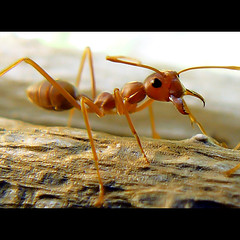 ant by tropicaLiving - Jessy Eykendorp