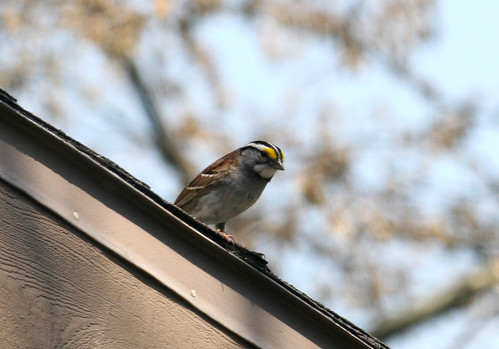 White-throated sparrow, Zonotrichia albicollis