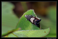 Lepidoptera/Tortricidae