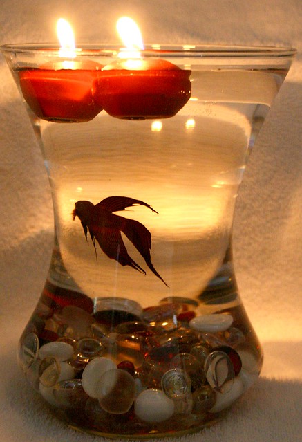 Beta Fish Bowl Wedding Reception Centerpiece