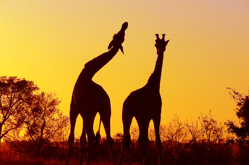 Giraffe at sunrise